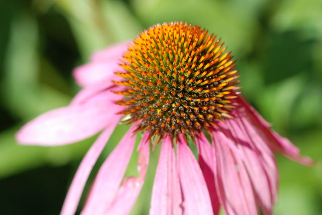 echinacea