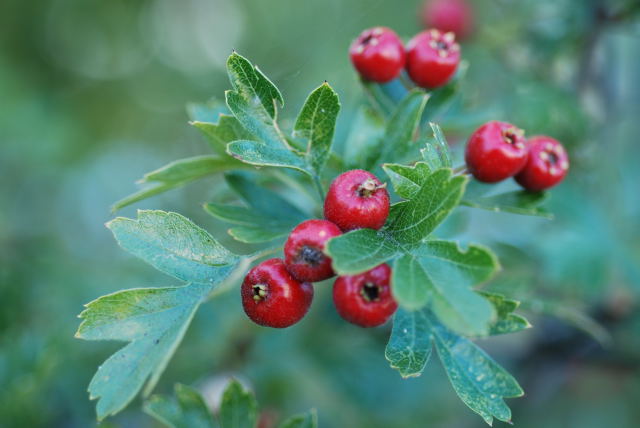 hawthorn